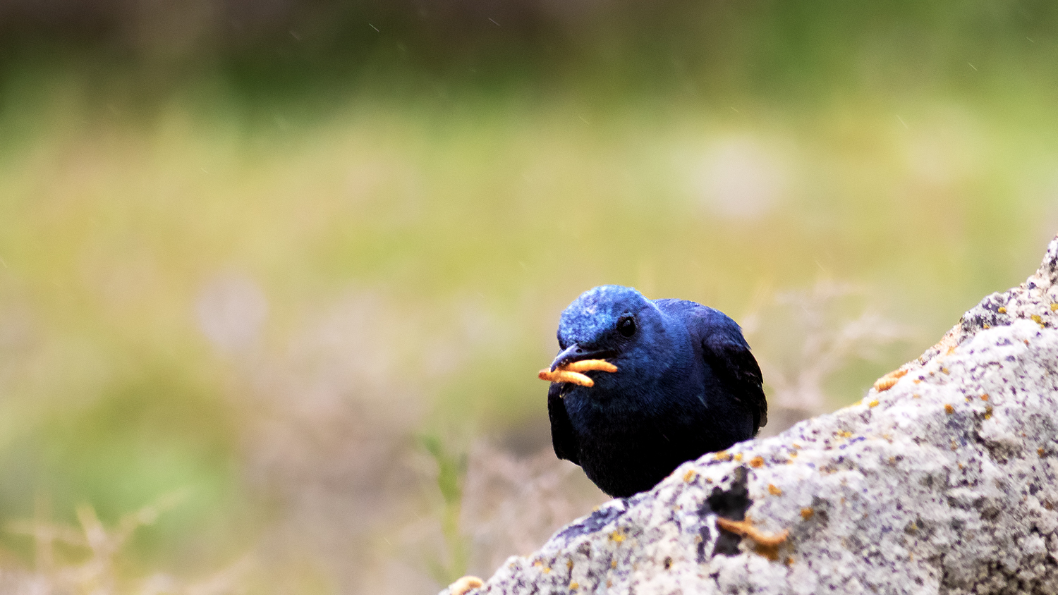 Blue Rock-Thrush
